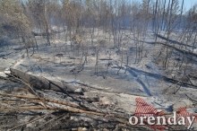 Под Оренбургом Протопоповская роща превратилась в выжженную пустыню Под Оренбургом Протопоповская роща превратилась в выжженную пустыню