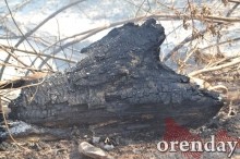 Под Оренбургом Протопоповская роща превратилась в выжженную пустыню Под Оренбургом Протопоповская роща превратилась в выжженную пустыню