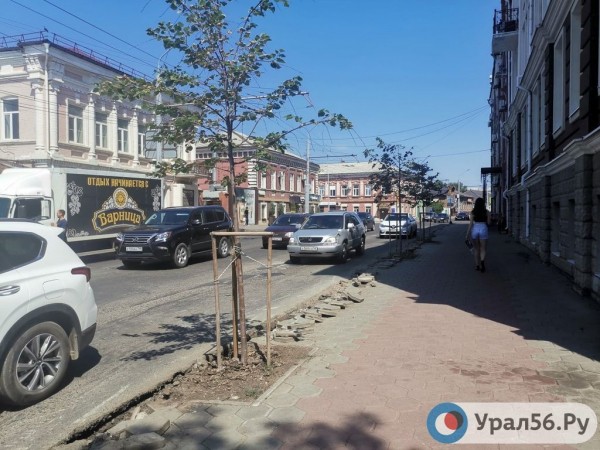 
Посадили и забыли: В Оренбурге гибнут деревья, на приобретение которых потратили около 40 млн рублей		