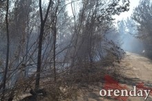 Под Оренбургом Протопоповская роща превратилась в выжженную пустыню Под Оренбургом Протопоповская роща превратилась в выжженную пустыню