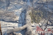 Под Оренбургом Протопоповская роща превратилась в выжженную пустыню Под Оренбургом Протопоповская роща превратилась в выжженную пустыню