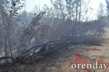 Под Оренбургом Протопоповская роща превратилась в выжженную пустыню Под Оренбургом Протопоповская роща превратилась в выжженную пустыню