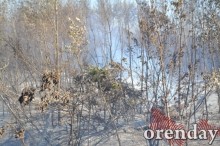 Под Оренбургом Протопоповская роща превратилась в выжженную пустыню Под Оренбургом Протопоповская роща превратилась в выжженную пустыню