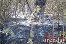 Под Оренбургом Протопоповская роща превратилась в выжженную пустыню Под Оренбургом Протопоповская роща превратилась в выжженную пустыню