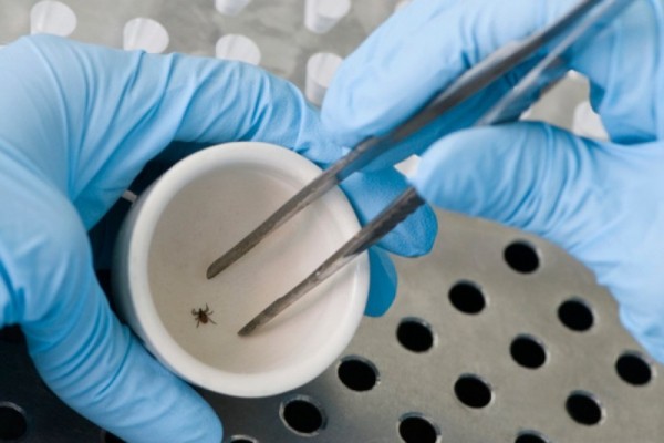 В Оренбуржье зарегистрировано 6 случаев заболевания клещевым энцефалитом