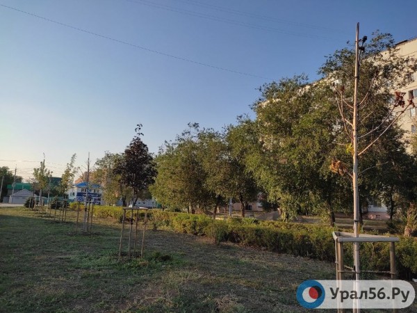 
Посадили и забыли: В Оренбурге гибнут деревья, на приобретение которых потратили около 40 млн рублей		