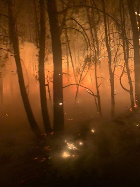 Андрей Латыпов об огненном шторме в Бузулукском бору: Больше 100 гектаров леса на наших глазах выгорело как спичка Андрей Латыпов об огненном шторме в Бузулукском бору: Больше 100 гектаров леса на наших глазах выгорело как спичка