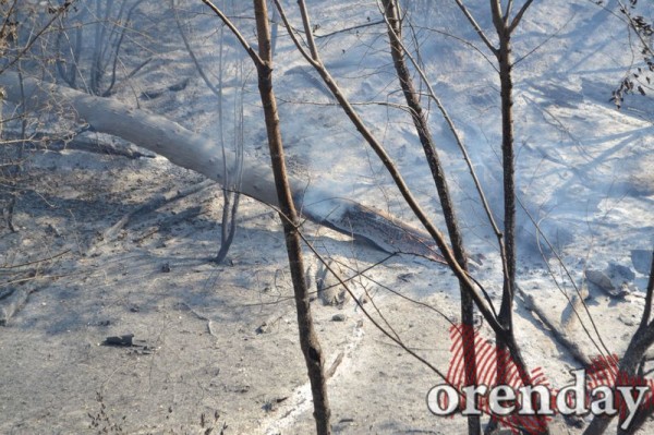Под Оренбургом Протопоповская роща превратилась в выжженную пустыню Под Оренбургом Протопоповская роща превратилась в выжженную пустыню