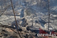 Под Оренбургом Протопоповская роща превратилась в выжженную пустыню Под Оренбургом Протопоповская роща превратилась в выжженную пустыню