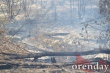 Под Оренбургом Протопоповская роща превратилась в выжженную пустыню Под Оренбургом Протопоповская роща превратилась в выжженную пустыню