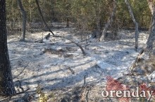 Под Оренбургом Протопоповская роща превратилась в выжженную пустыню Под Оренбургом Протопоповская роща превратилась в выжженную пустыню