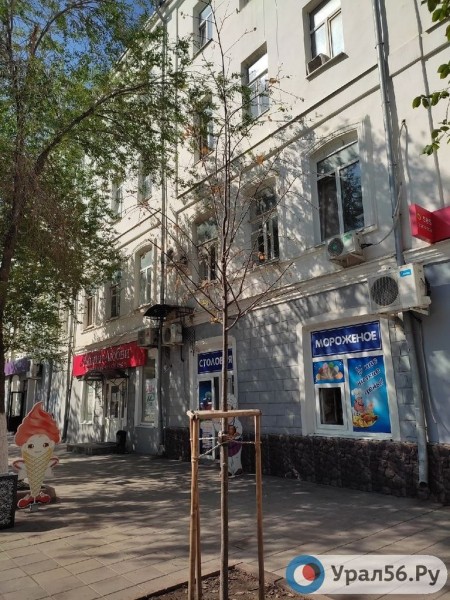 
Посадили и забыли: В Оренбурге гибнут деревья, на приобретение которых потратили около 40 млн рублей		