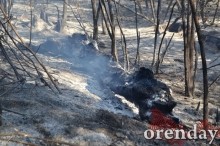 Под Оренбургом Протопоповская роща превратилась в выжженную пустыню Под Оренбургом Протопоповская роща превратилась в выжженную пустыню