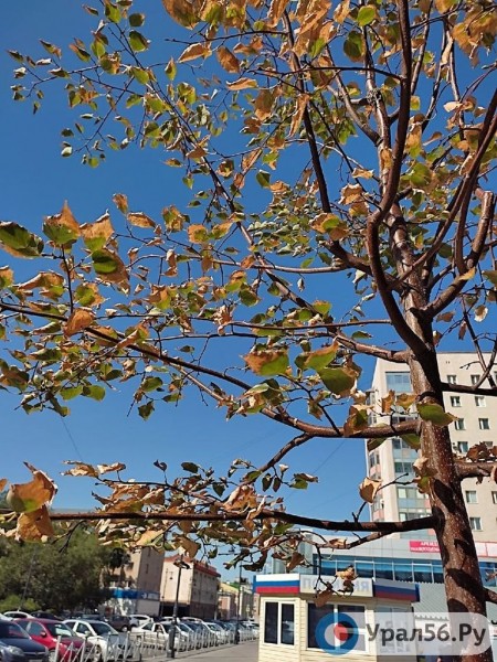 
Посадили и забыли: В Оренбурге гибнут деревья, на приобретение которых потратили около 40 млн рублей		