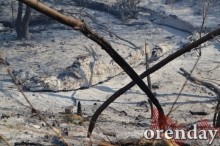 Под Оренбургом Протопоповская роща превратилась в выжженную пустыню Под Оренбургом Протопоповская роща превратилась в выжженную пустыню