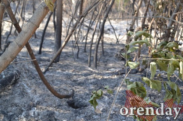 Под Оренбургом Протопоповская роща превратилась в выжженную пустыню Под Оренбургом Протопоповская роща превратилась в выжженную пустыню