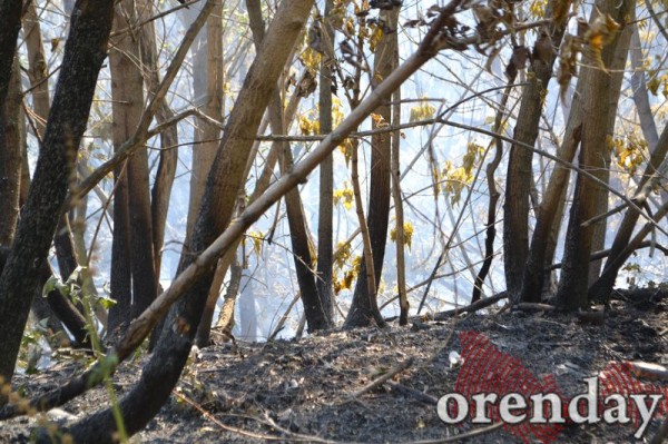 Под Оренбургом Протопоповская роща превратилась в выжженную пустыню Под Оренбургом Протопоповская роща превратилась в выжженную пустыню