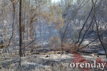 Под Оренбургом Протопоповская роща превратилась в выжженную пустыню Под Оренбургом Протопоповская роща превратилась в выжженную пустыню