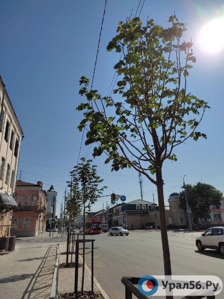 
Посадили и забыли: В Оренбурге гибнут деревья, на приобретение которых потратили около 40 млн рублей		