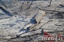 Под Оренбургом Протопоповская роща превратилась в выжженную пустыню Под Оренбургом Протопоповская роща превратилась в выжженную пустыню