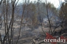 Под Оренбургом Протопоповская роща превратилась в выжженную пустыню Под Оренбургом Протопоповская роща превратилась в выжженную пустыню