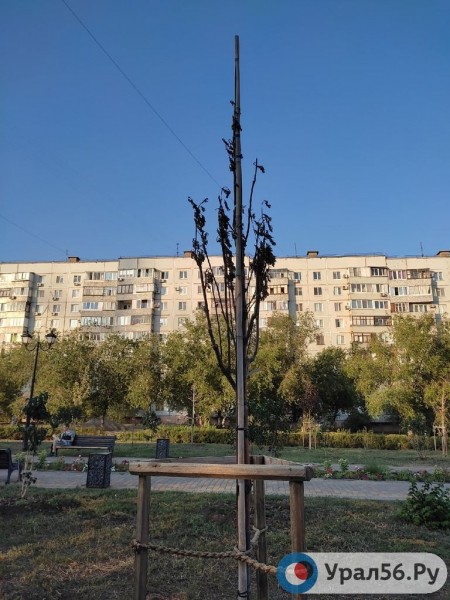 
Посадили и забыли: В Оренбурге гибнут деревья, на приобретение которых потратили около 40 млн рублей		