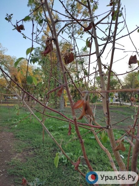 
Посадили и забыли: В Оренбурге гибнут деревья, на приобретение которых потратили около 40 млн рублей		