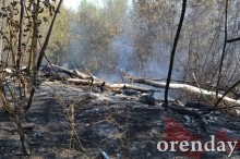 Под Оренбургом Протопоповская роща превратилась в выжженную пустыню Под Оренбургом Протопоповская роща превратилась в выжженную пустыню