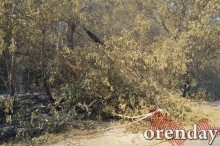 Под Оренбургом Протопоповская роща превратилась в выжженную пустыню Под Оренбургом Протопоповская роща превратилась в выжженную пустыню