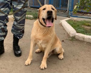 Преступник в ковре и спасенный пенсионер. Оренбургские кинологи МВД рассказали о своих четвероногих напарниках