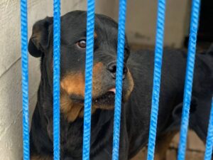 Преступник в ковре и спасенный пенсионер. Оренбургские кинологи МВД рассказали о своих четвероногих напарниках