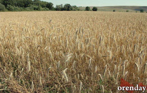 Аграрии Оренбуржья обратились к губернатору за помощью