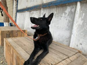 Преступник в ковре и спасенный пенсионер. Оренбургские кинологи МВД рассказали о своих четвероногих напарниках