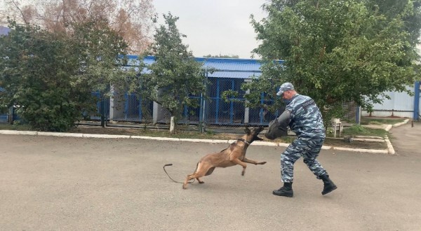 Преступник в ковре и спасенный пенсионер. Оренбургские кинологи МВД рассказали о своих четвероногих напарниках