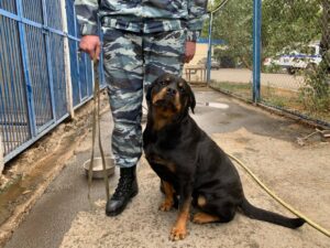 Преступник в ковре и спасенный пенсионер. Оренбургские кинологи МВД рассказали о своих четвероногих напарниках