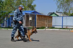 Преступник в ковре и спасенный пенсионер. Оренбургские кинологи МВД рассказали о своих четвероногих напарниках