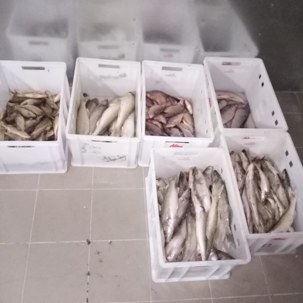 Ущерб на 5,5 млн рублей: в Оренбуржье пресечена браконьерская деятельность рыбодобывающего предприятия