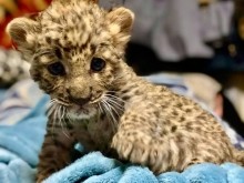 Ева, спасенный детеныш леопарда из Оренбуржья, наконец-то полетит в Танзанию