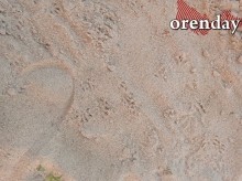 В Оренбурге на мусорной площадке поселились полчища крыс