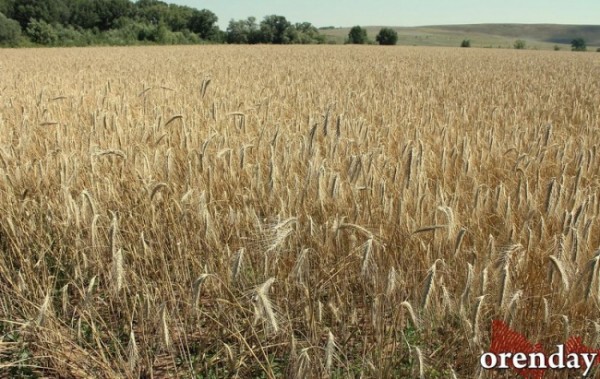 Куда за границу и в каких объемах уходит оренбургская пшеница