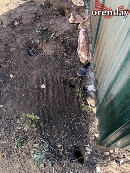 В Оренбурге на мусорной площадке поселились полчища крыс