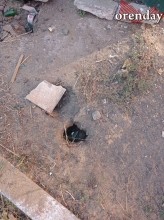 В Оренбурге на мусорной площадке поселились полчища крыс