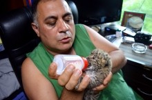 Ева, спасенный детеныш леопарда из Оренбуржья, наконец-то полетит в Танзанию