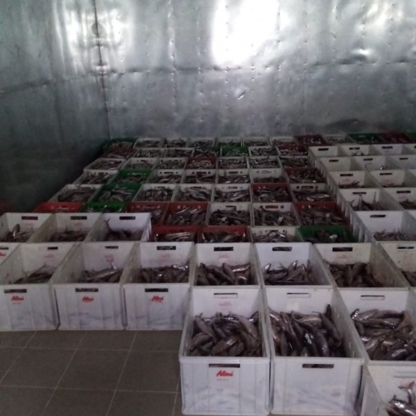 Ущерб на 5,5 млн рублей: в Оренбуржье пресечена браконьерская деятельность рыбодобывающего предприятия