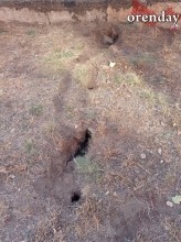 В Оренбурге на мусорной площадке поселились полчища крыс