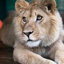 Ева, спасенный детеныш леопарда из Оренбуржья, наконец-то полетит в Танзанию