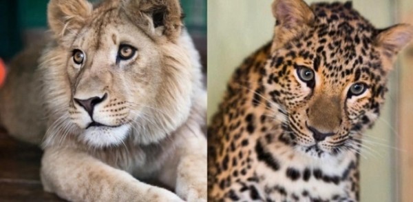 Ева, спасенный детеныш леопарда из Оренбуржья, наконец-то полетит в Танзанию