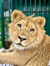 Ева, спасенный детеныш леопарда из Оренбуржья, наконец-то полетит в Танзанию