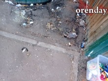 В Оренбурге на мусорной площадке поселились полчища крыс