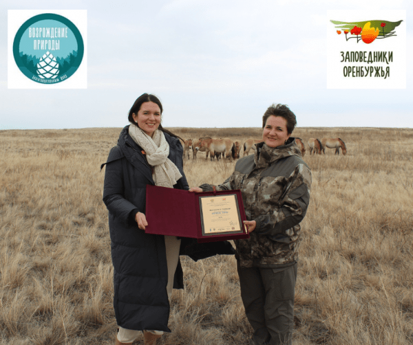 В оренбургском заповеднике усыновили трех жеребят лошадей Пржевальского